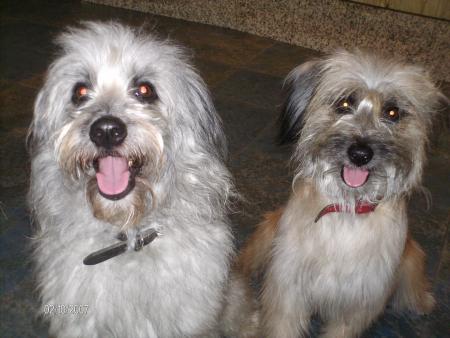   ADOC,  ASTUCE   bergers des pyr�n�s appartenant � fleur de lys2