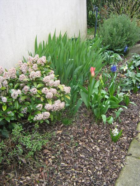 mon petit coin de PRINTEMPS , mais j'ai pas droit d'y aller...