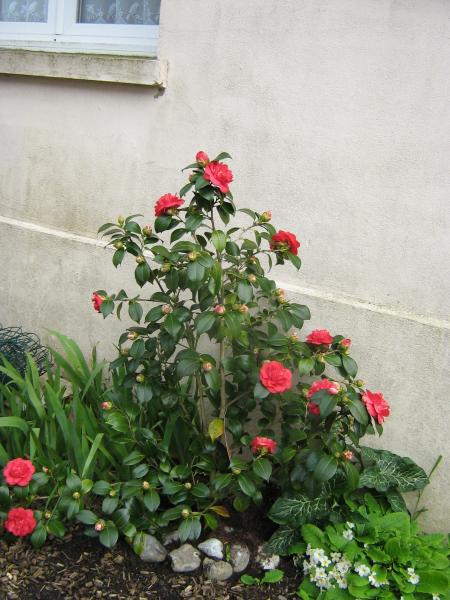  le beau cam�lia, Mamiemyope va devenir la dame au cam�lia.