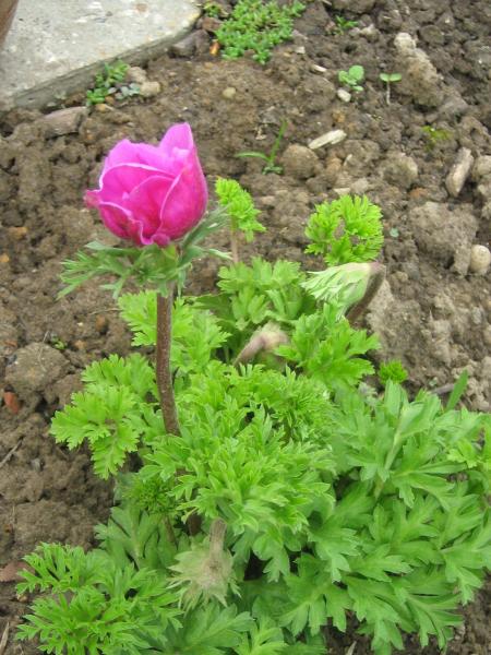 la premi�re an�mone de Caen.. c'est la premi�re fois qu'elle r�ussit, Mamie est contente