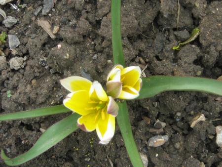 quelques fleurs du jardin: vari�t� de