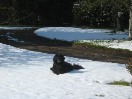 lundi fin d'apr�s midi cela fond vite. je ne vais plus pouvoir me rouler dans la neige..