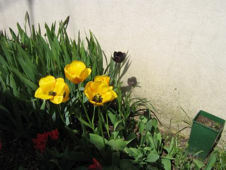 Mamie vous fait voir ses tulipes noires, et moi je viendrai demain vous faire des l�chettes avant de partir.....