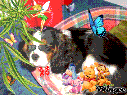  pour GIGI et sa CHOUPETTE  star