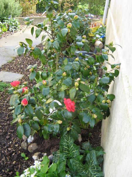 Mamiemyope est contente, voi�i les premi�res fleurs de son cam�lia.