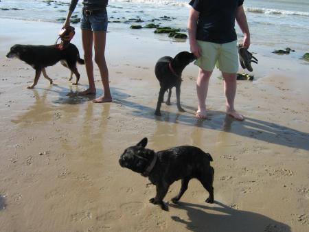 avec le petit bouldog francais je me suis faites une vaurie pas possible... hum!...
