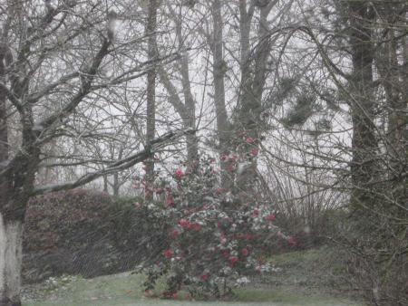 une fleur dans la temp�te.... message  pour les bons coeurs...