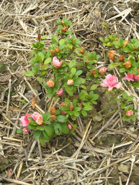 l'azal� de pleine terre, mais il a souffert de la pluie.
