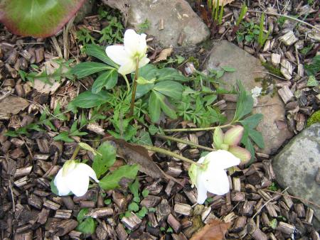 des roses de No�l, au mois d'avril, Normndie terre de choses bizares...