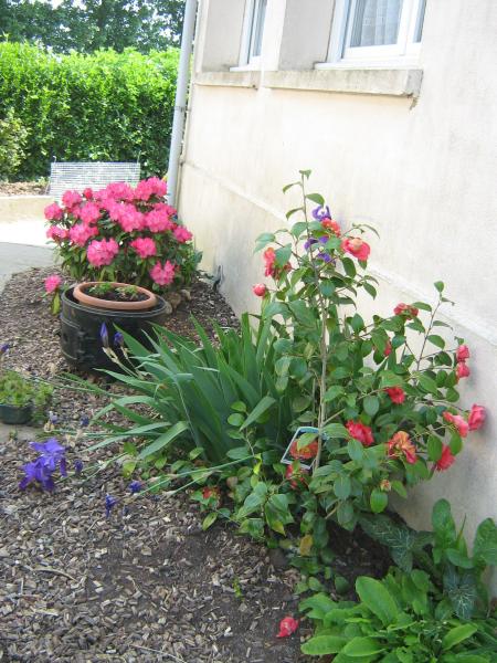 sous les fen�tres de la cuisine ...