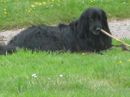 avec mon nerf de boeuf....