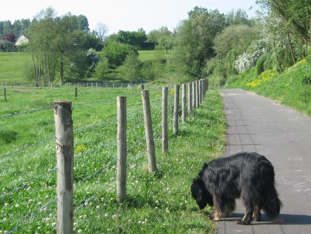 promenade matinale!...