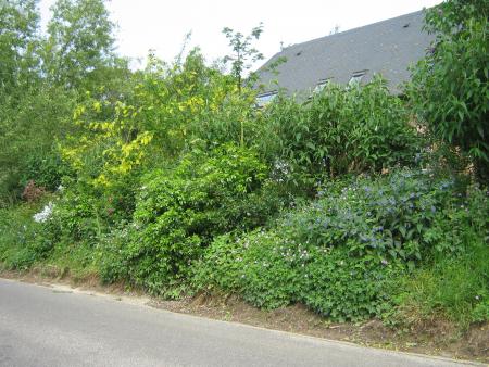 voici un petit talus de bordure de route....