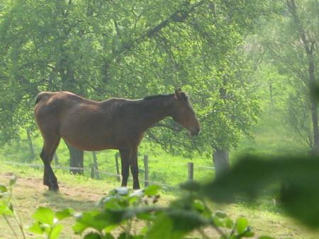 Normandie, r�gion d'�levage r�put�.