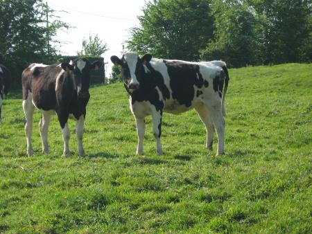 coucou c'est nous!... belles vaches Normande