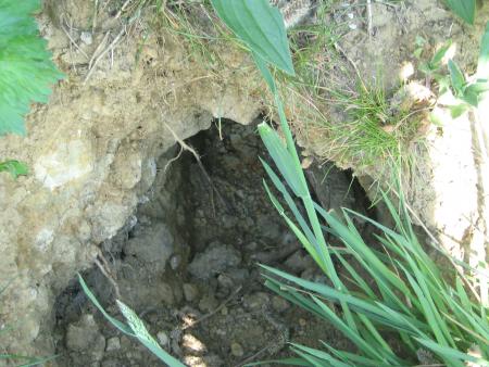 quel beau terrier!...