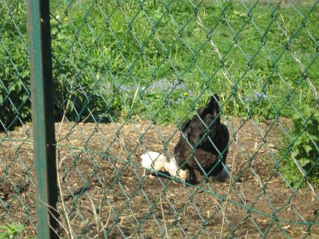 Maman et ses petits....