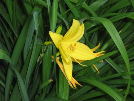 1� h�m�rocal du jardin ....