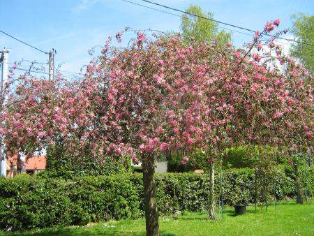 devant la fen�tre de la cuisine chez Jeanne l'arbre aux oiseaux.
