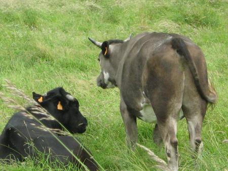 une vache couleur ind�finissable!....