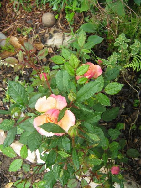 moi pendant ce temps!....