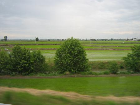 rizi�res de l' Italie.