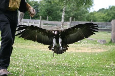 vautour � l'att�rissage