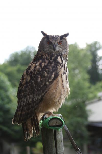 Et voici un grand duc