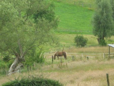 tr�s jolie notre Normandie, paisible  et bien verte.