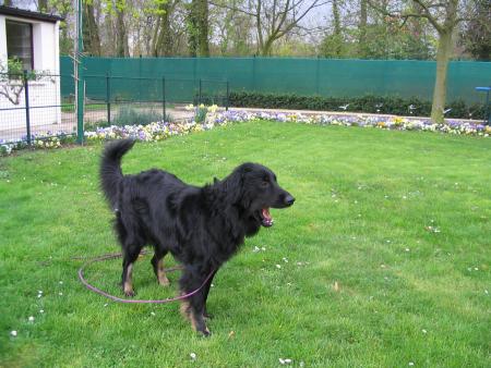 mon dieu que c'est fatiguant la vie de chienne!...