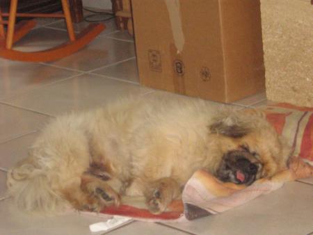 Au secours !!! Il est en pleine crise de stress !!!!!!!!!!!!