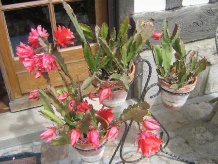 en fleurs et 63 ans d'�ge.