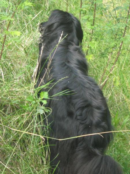 y a-t-il un mimi, � courser?....