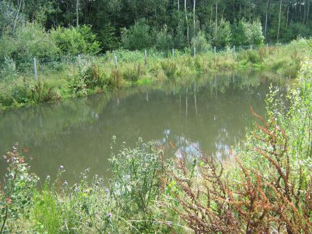 la mare aux grenouilles!...