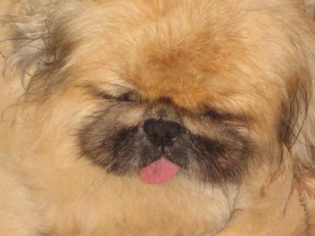 Il tire la langue !!!! Pas bien !!!!!!