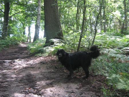 j'aime rentrer par le sous bois.