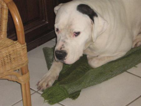 Et mais toi l� !!!!! C'est mon tapis �a !!!!!!