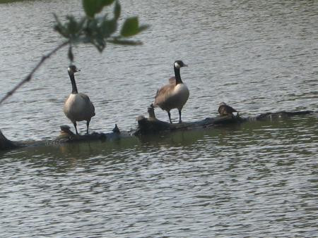 des oies cendr�es.