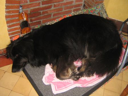 je n'en  peux  plus!!!..