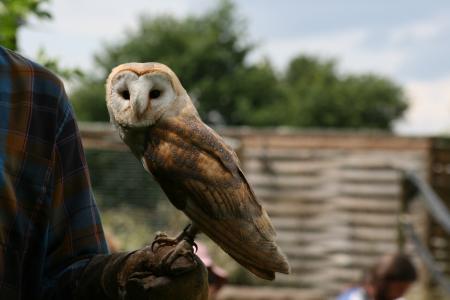 c'est sur cette photo de chouette, 