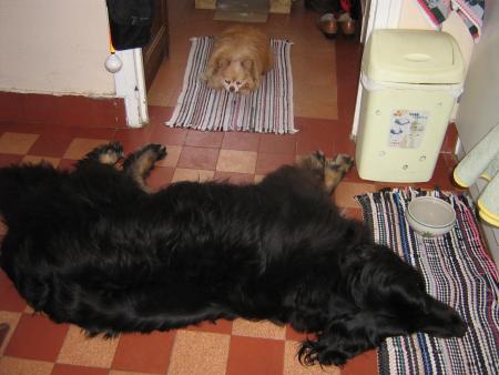 je suis triste, mon petit copain N�phent�s, est tr�s tr�s malade...