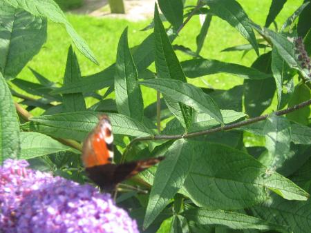 Nous avons pris notre envol !....