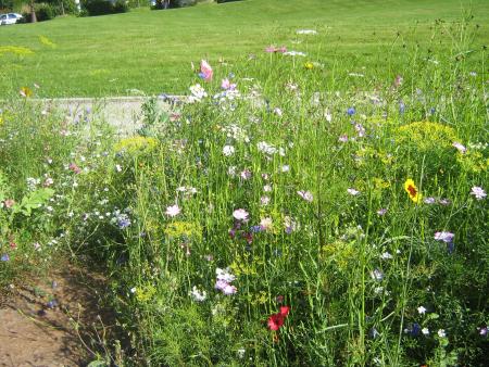 ces quelques fleurs pour vous!!!
