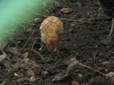 comme il est petit!!!.