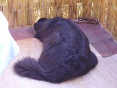 au secour!!!! je suis en cage