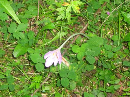 colchiques dans les pr�s