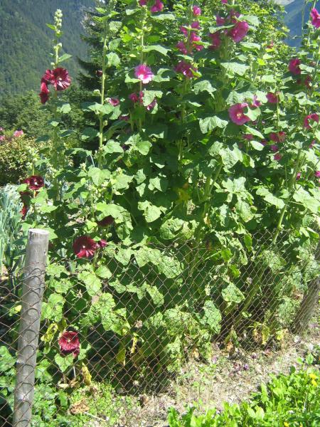 roses tremi�res, en pleine montagne
