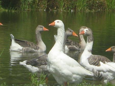 Venez l� les petites !!