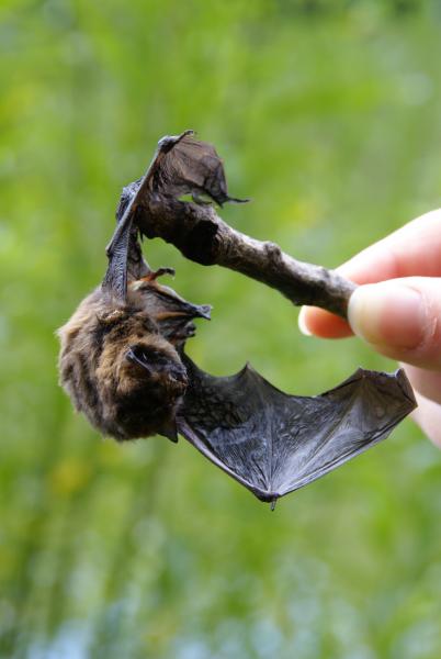 nous l'avons trouv�e lors d'une promenade, mais elle est morte...