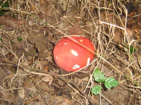 je comprends pas Mamie n'a pas voulu le ramasser pour faire la soupe!....